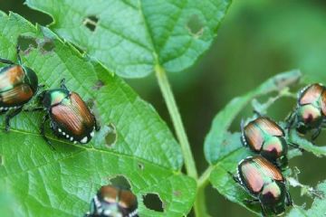 Lotte obbligatorie - Coleottero scarabeide del Giappone (Popillia japonica Newman)