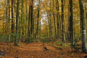 Ordinanza per taglio alberi e fronde, pulizia e manutenzione dei terreni e delle aree di pertinenza e confinanti con le strade territorio comunale
